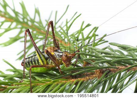 Tailed bush cricket - Barbitistes constrictus - macro photo