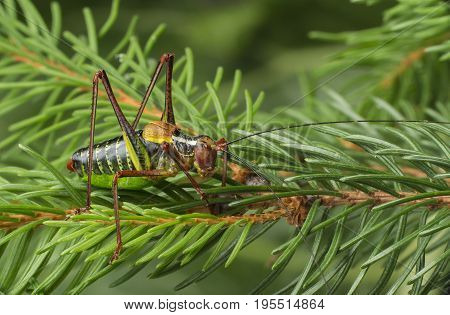 Tailed bush cricket - Barbitistes constrictus - macro photo