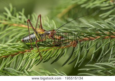Tailed bush cricket - Barbitistes constrictus - macro photo