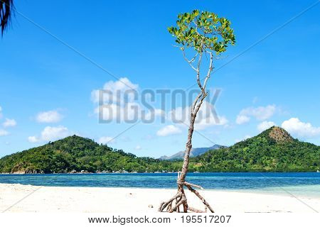 In The Beautiful  Island Cosatline And Tree