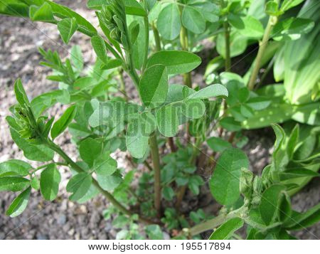 Fresh green liquorice plant in a garden