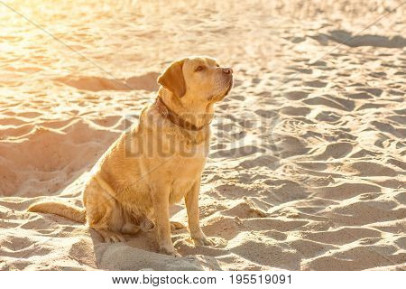 Labrador retriever on the beach. A red labrador sits on the sand. Sun flare