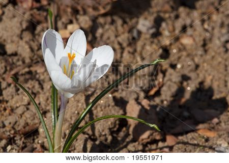 Crocus Chrysanthus - บิวตี้ครีม
