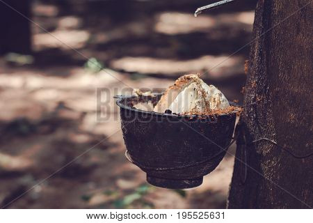 Rubber Plantation (Rubber Milk) in Thailand. Rubber Plantation (Rubber Milk) in Thailand.
