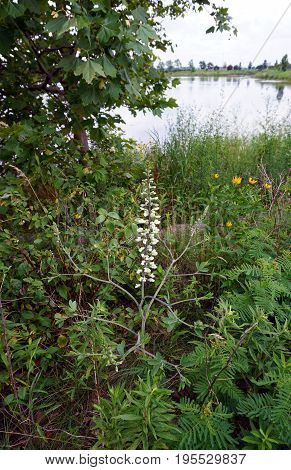 White Wild Indigo (Baptisia alba macrophylla) blooms near a retention pond in Plainfield, Illinois during June.