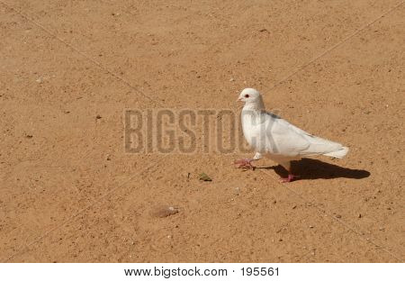 Colombe