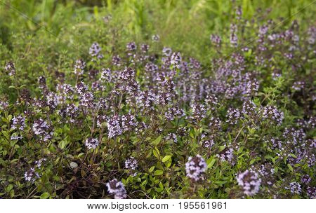 Bssoming thyme in a field. One of several species of culinary and medicinal herbs of the genus Thymus, most commonly Thymus vulgaris