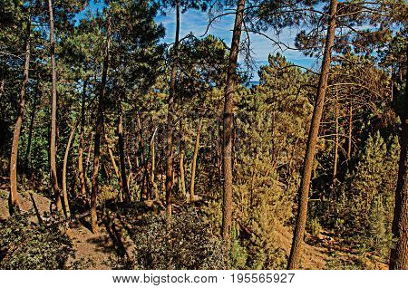 View of ocher land and trees in the park 