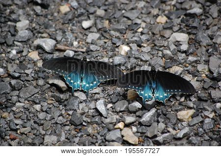 Pair of Spice Buch Swallowtail butterflies on a gravel road.