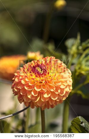 Pink And White Dahlia Flower