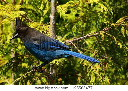 A pretty Stelars jay sits perched on a branch in the forest.
