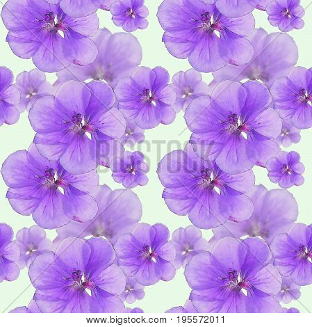 Geranium pelargonium. Texture of flowers. Seamless pattern for continuous replicate. Floral background photo collage for production of textile cotton fabric. For use in wallpaper covers