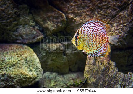 Beautiful Fish In The Aquarium