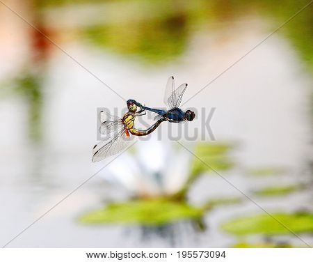 The Indothemis carnatica dragonflies in tandem over river