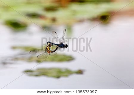 The Indothemis carnatica dragonflies in tandem over river