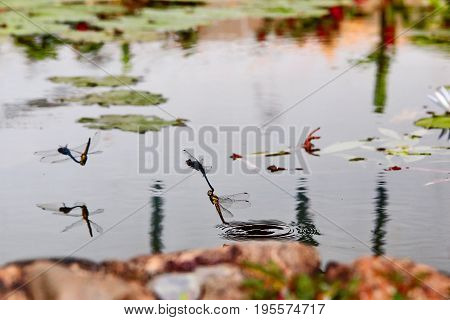 The indothemis carnatica dragonflies in tandem over riverbank