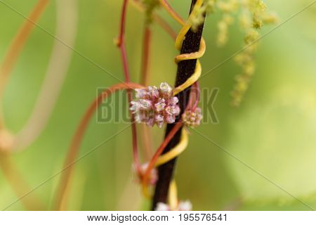 Flowers of a greater dodder Cuscuta europaea a parasitic plant from Europe.