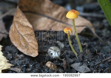 Mushrooms (Mycena oregonensis) on a soil in a green moss