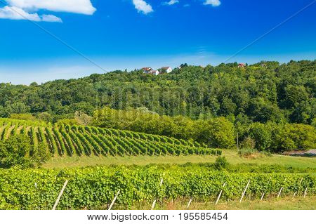 Green countryside landscape, hills and vineyards in Daruvar region, Croatia