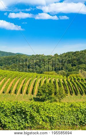 Green countryside landscape, hills and vineyards in Daruvar region, Croatia