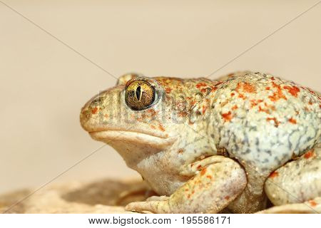 colorful garlic toad close up detailed macro image ( Pelobates fuscus )