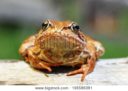 cute portrait of Rana temporaria the european common brown frog animal looking at the camera