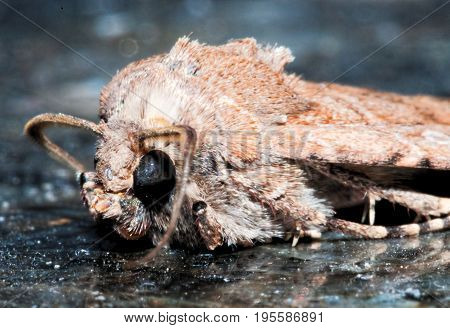Night Insect Brown Moth