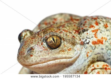 portrait of garlic toad or common spadefoot isolated over white background ( Pelobates fuscus )