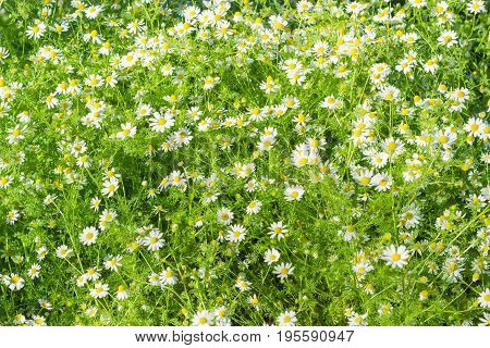 Background of a fragment of the meadow with wild chamomile