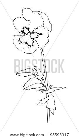 Black hand drawn pansy flower. Sketch style. Vector illustration. Line contour on white background.