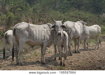 A white cow head looking staring intensely at camera