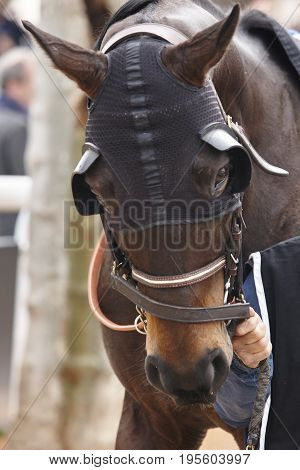 Race horse head with blinkers. Paddock area. Vertical