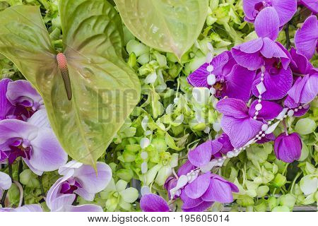 Beautiful orchid flower The Orchid are well known for the many structural variations in their flowers.