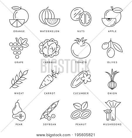 Digital black vegetable icons set infographics drawn simple line art, onion squash pear orange apple grape carrot wallnut peas watermelon cabage, flat, organic vegetarian food