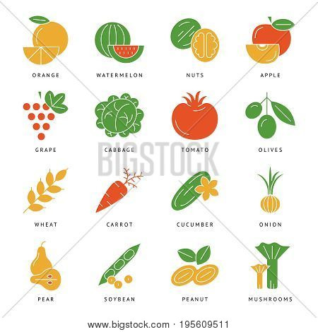 Digital vector green vegetable icons set infographics drawn simple line art, onion squash pear orange apple grape carrot wallnut peas watermelon cabage, flat, organic vegetarian food