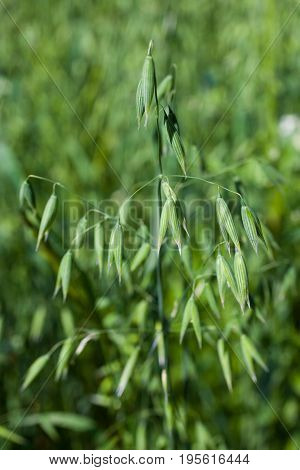 Vulnerary Plants