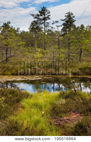 Peat Bog