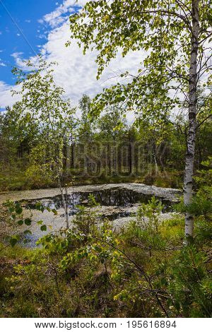 Peat Bog
