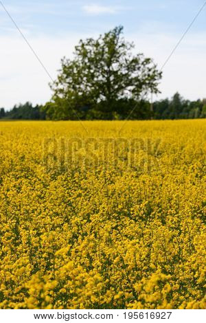 Landscape In The  Summer