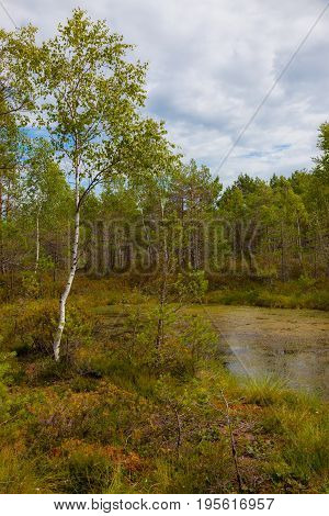 Peat Bog