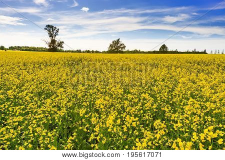 Landscape In The  Summer