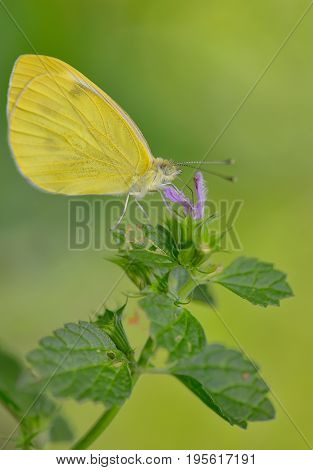 Macro Sulphur Phoebis Agarithe Butterfly, close up