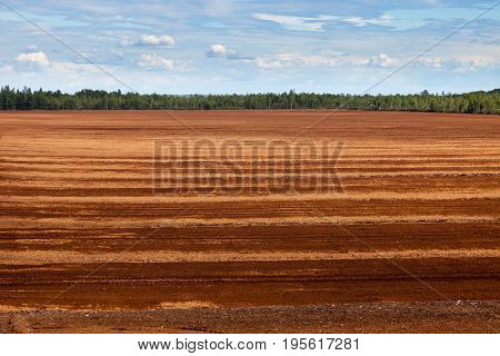 Peat Bog
