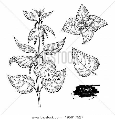Nettle vector drawing. Isolated medical plant with  leaves. Herbal engraved style illustration. Detailed botanical sketch for tea, organic cosmetic, medicine, aromatherapy