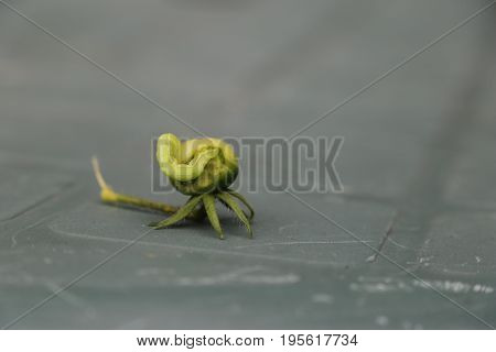 Green cater pillar eats a green tomato fruit