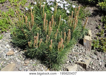 Small Mountain Pine In The Rock Garden