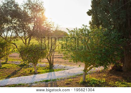 Fresh green leaves on nature framing the sun in the middle and forming rays of light.