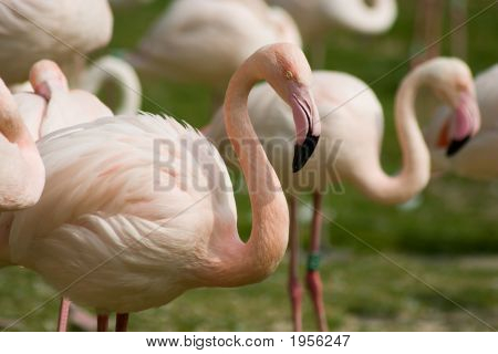 Flamingo