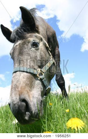 Happy Horse