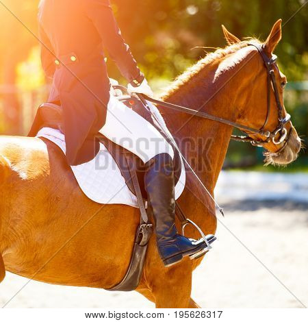 Close up image of sorrel horse with rider at dressage equestrian sports competitions. Details of equestrian equipment